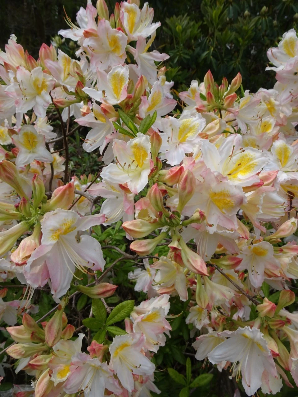 'Knaphill White'